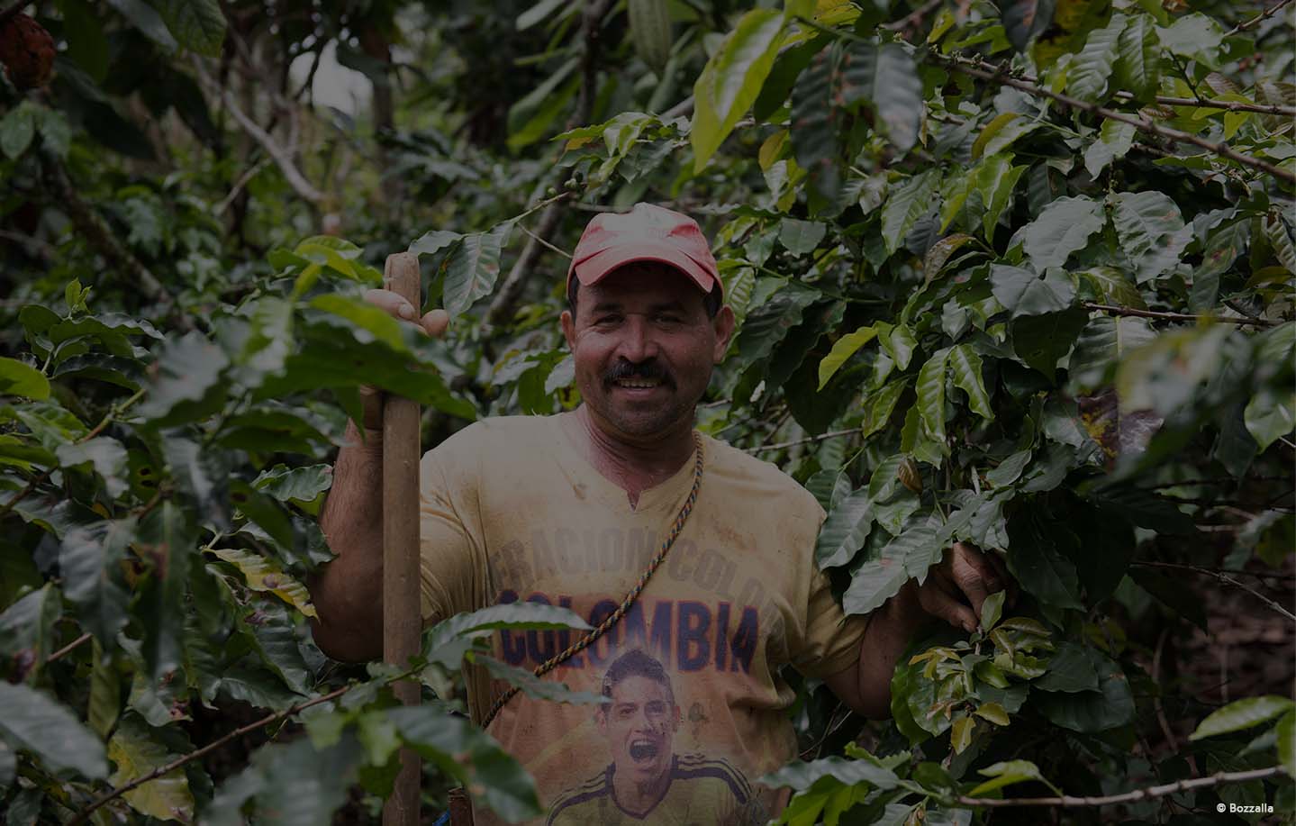 Colombian coffee tradition